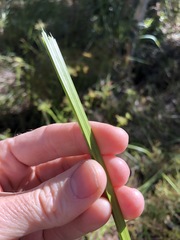 Cyperus haspan juncoides