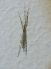 Styringomyia