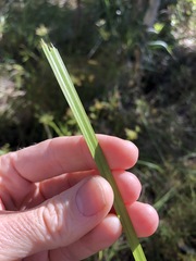 Cyperus haspan juncoides