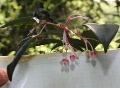 Ardisia hanceana