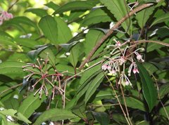 Ardisia hanceana