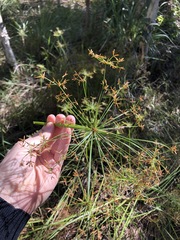 Cyperus haspan juncoides