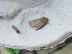 Hoplodrina octogenaria