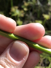 Cyperus haspan juncoides