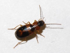 Badister lacertosus