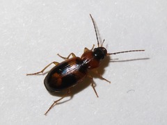 Badister lacertosus