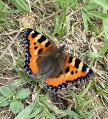 Aglais urticae