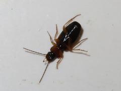 Badister lacertosus