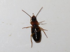 Badister lacertosus
