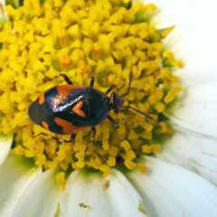 Deraeocoris schach
