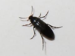 Anaspis frontalis