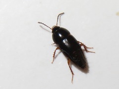 Tachinus rufipes
