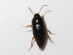 Tachinus rufipes
