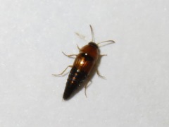 Tachyporus dispar