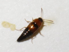 Tachyporus dispar