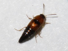 Tachyporus dispar