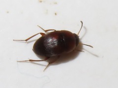 Leiodidae