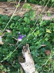 Viola banksii