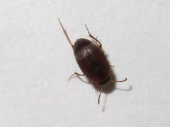 Leiodidae