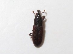 Cossonus linearis