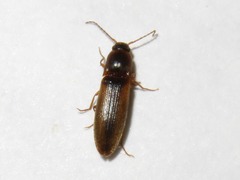 Dalopius marginatus