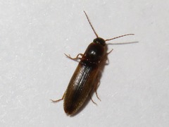 Dalopius marginatus