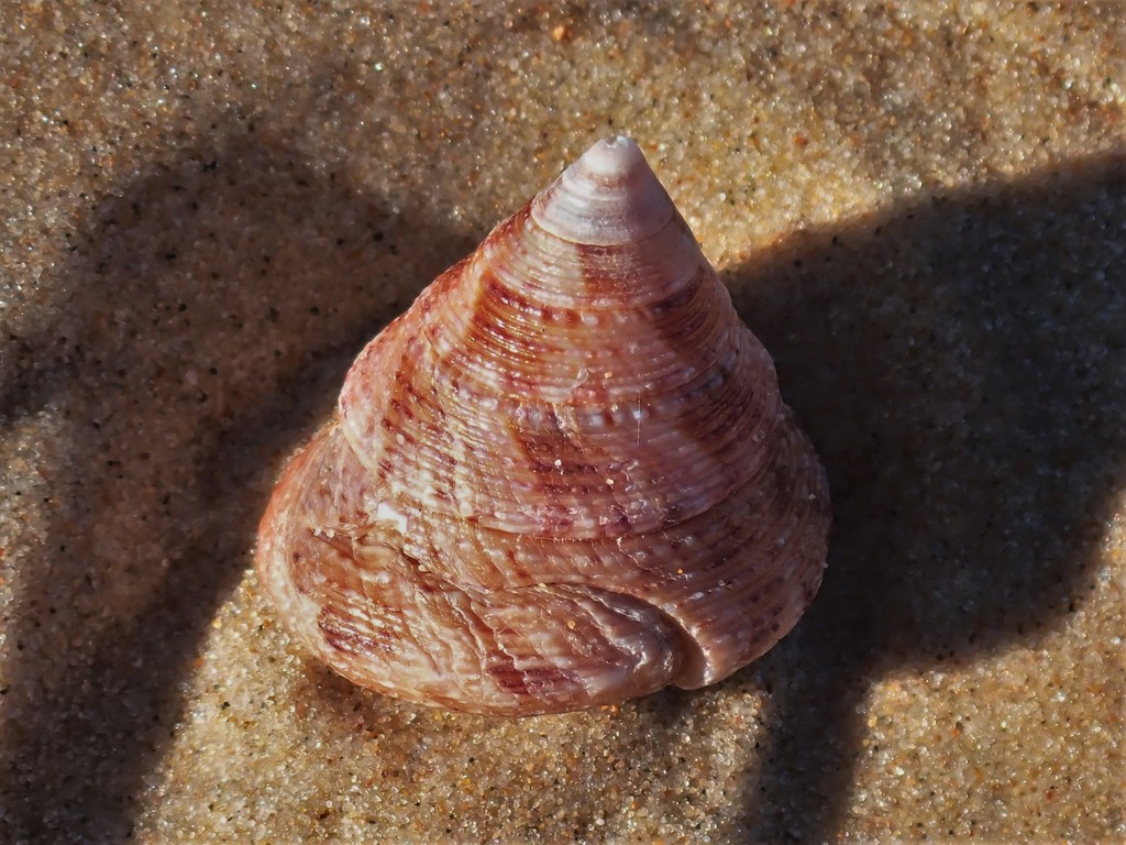 Astele speciosa