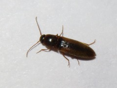 Dalopius marginatus
