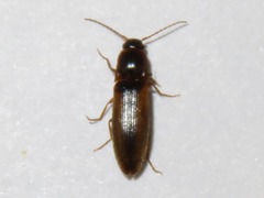 Dalopius marginatus