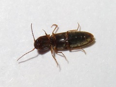 Dalopius marginatus