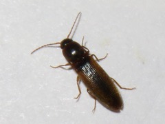 Dalopius marginatus