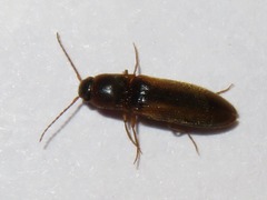 Dalopius marginatus