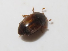 Epuraea melanocephala