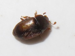 Epuraea melanocephala