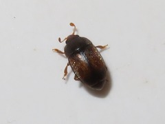 Epuraea melanocephala