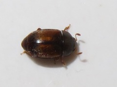 Epuraea melanocephala