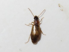 Philorhizus melanocephalus