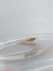 Coleophora striatipennella