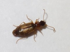 Philorhizus melanocephalus