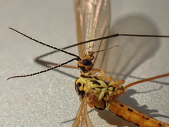 Nephrotoma flavescens