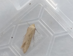 Coleophora striatipennella