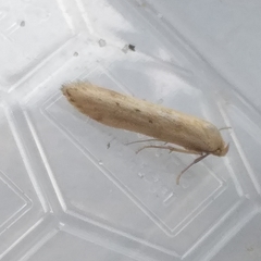 Coleophora striatipennella