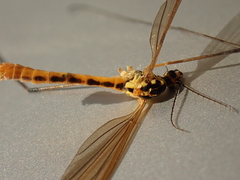 Nephrotoma flavescens