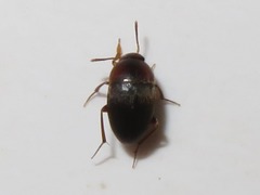 Leiodidae