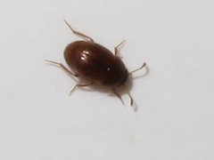 Leiodidae