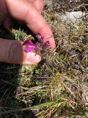 Pedicularis kerneri
