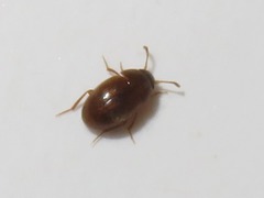 Leiodidae