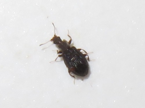 Swollen Fungus Beetle, Leidschendam, Nederland, photo 5 of 10
