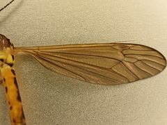 Nephrotoma flavescens