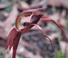 Chiloglottis trilabra